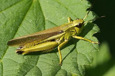 Stethophyma grossum