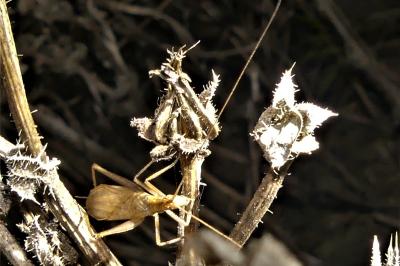 Oecanthus pellucens