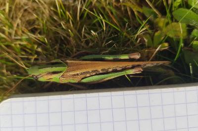 Locusta migratoria