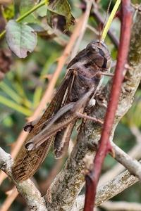 Locusta migratoria