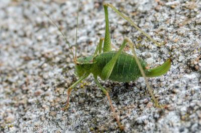Leptophyes punctatissima