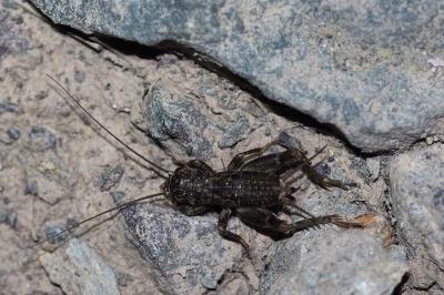 Eumodicogryllus bordigalensis