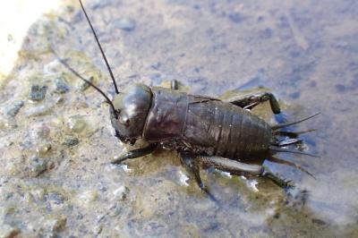 Gryllus campestris