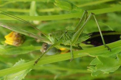 Tettigonia viridissima
