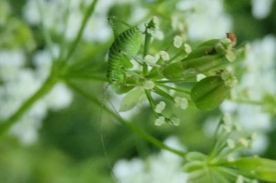 Phaneroptera nana