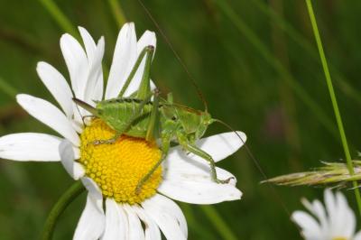 Tettigonia viridissima