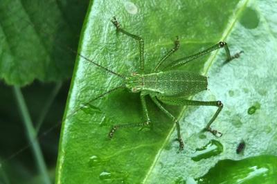 Leptophyes punctatissima
