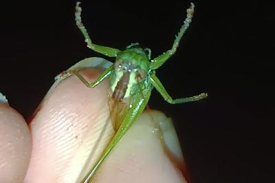 Conocephalus fuscus