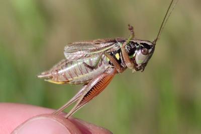 Roeseliana roeselii