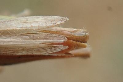 Euchorthippus elegantulus