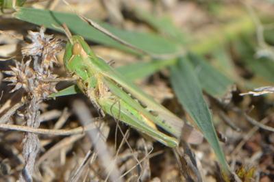 Calephorus compressicornis
