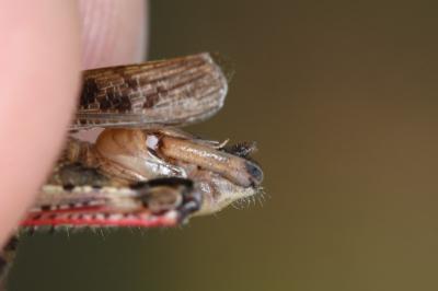 Calliptamus italicus