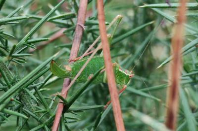 Leptophyes punctatissima
