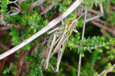 Stenobothrus stigmaticus