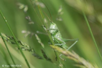 Tettigonia viridissima