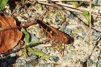 Aiolopus strepens