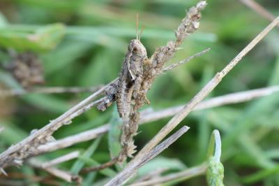 Pezotettix giornae
