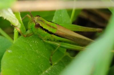 Mecostethus parapleurus