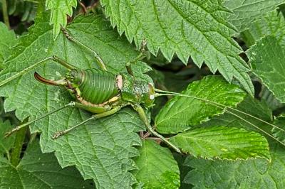 Uromenus rugosicollis