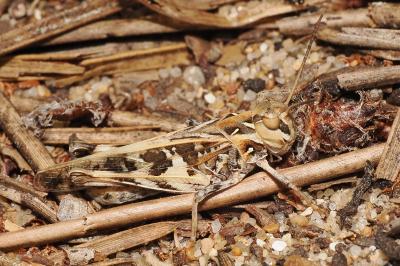 Oedaleus decorus