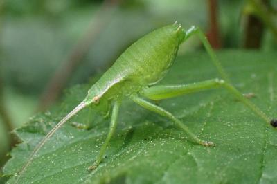 <i>Isophya pyrenaea</i>