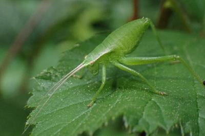 <i>Isophya pyrenaea</i>