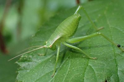 <i>Isophya pyrenaea</i>