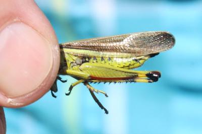 <i>Stethophyma grossum</i>
