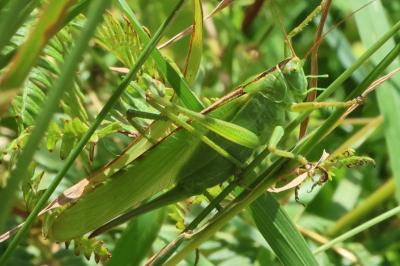 <i>Tettigonia viridissima</i>