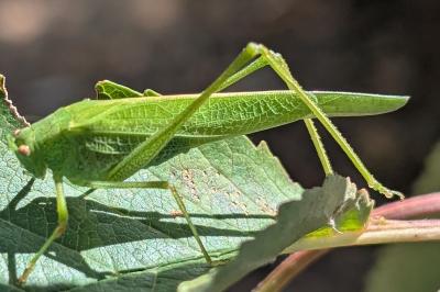 <i>Phaneroptera nana</i>