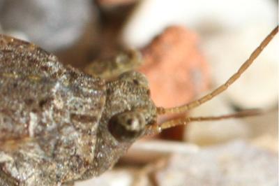 <i>Tetrix subulata</i>