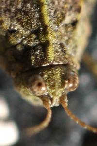 <i>Tetrix ceperoi</i>