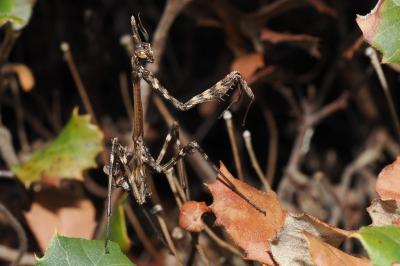 <i>Empusa pennata</i>