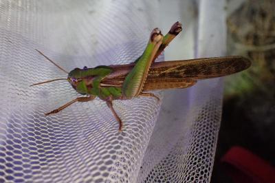 <i>Locusta migratoria</i>