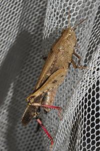 <i>Aiolopus strepens</i>