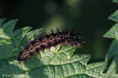Araschnia levana