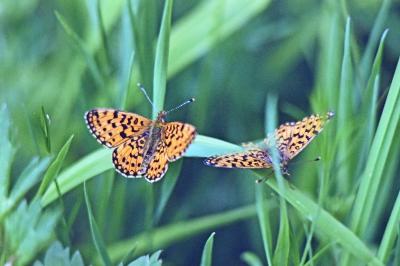 Boloria selene