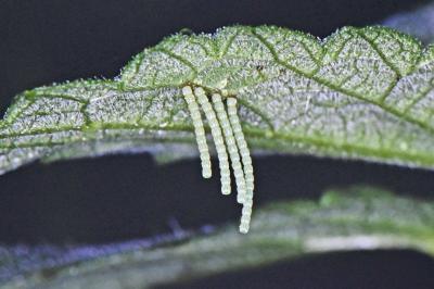 Araschnia levana