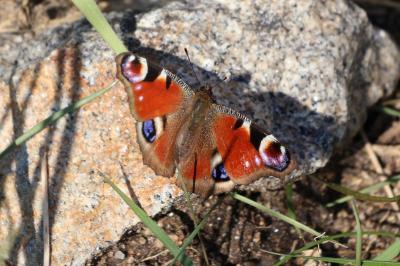 Aglais io