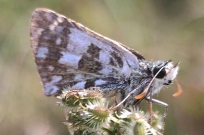 Pyrgus armoricanus