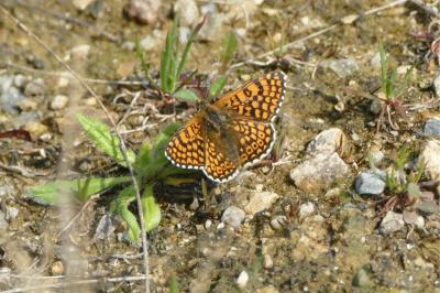 Melitaea cinxia