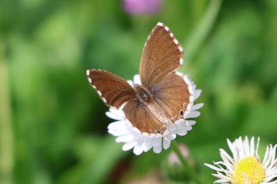 Cacyreus marshalli