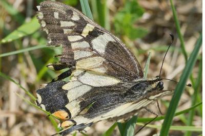 Papilio machaon