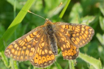 Euphydryas aurinia