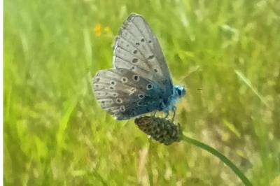 Cyaniris semiargus