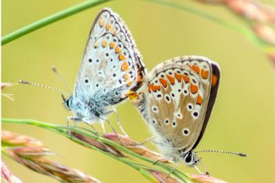 Polyommatus icarus