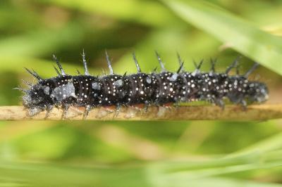 Aglais io