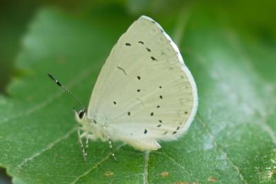 Celastrina argiolus