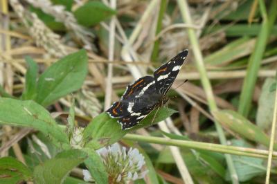 Araschnia levana
