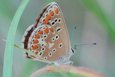 Aricia agestis
